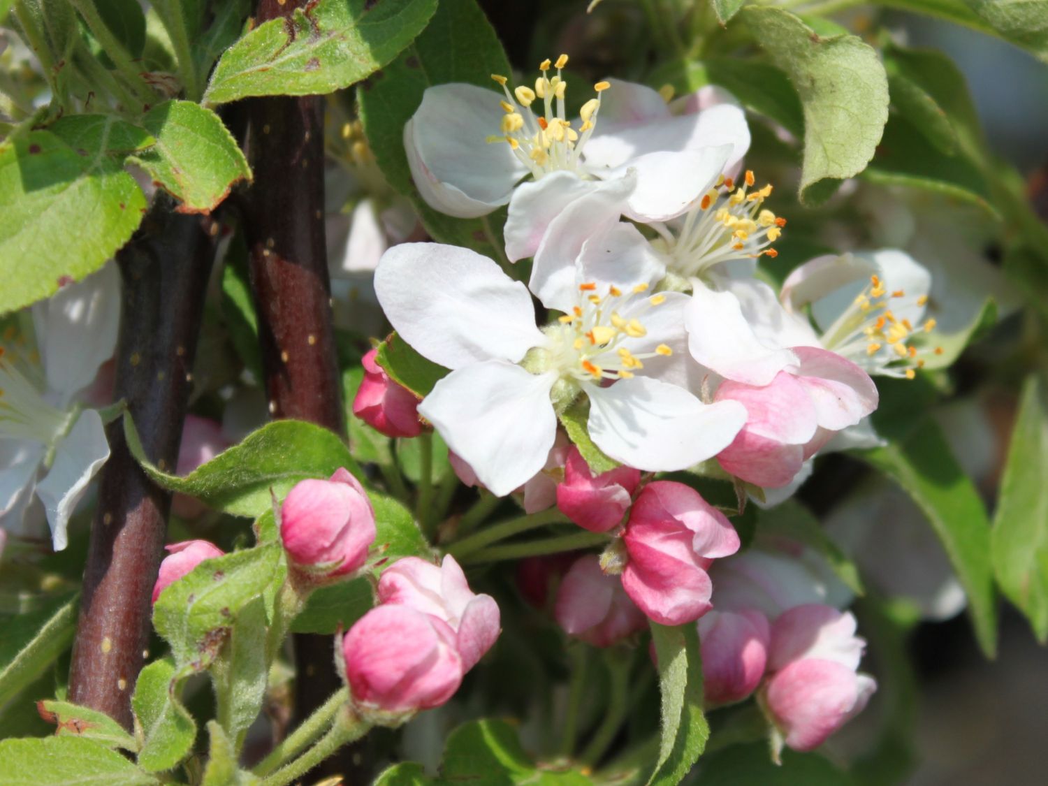 Zierapfel 'Golden Hornet' - Malus 'Golden Hornet'