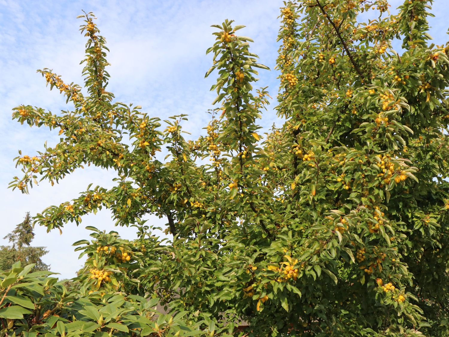 Zierapfel 'Golden Hornet' - Malus 'Golden Hornet'