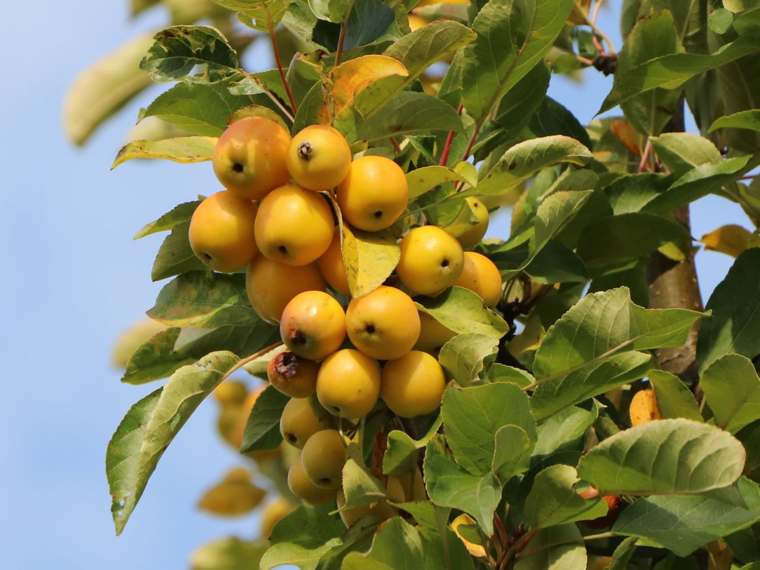 Zierapfel 'Golden Hornet' - Malus 'Golden Hornet'