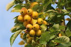 Zierapfel 'Golden Hornet' - Malus 'Golden Hornet'