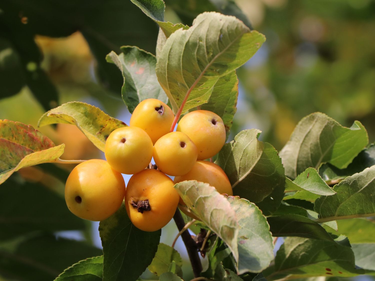 Zierapfel 'Golden Hornet' - Malus 'Golden Hornet'