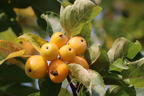 Zierapfel 'Golden Hornet' - Malus 'Golden Hornet'