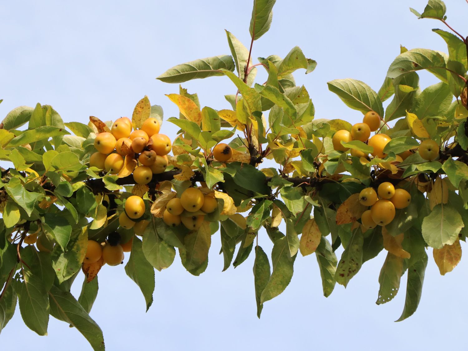Zierapfel 'Golden Hornet' - Malus 'Golden Hornet'