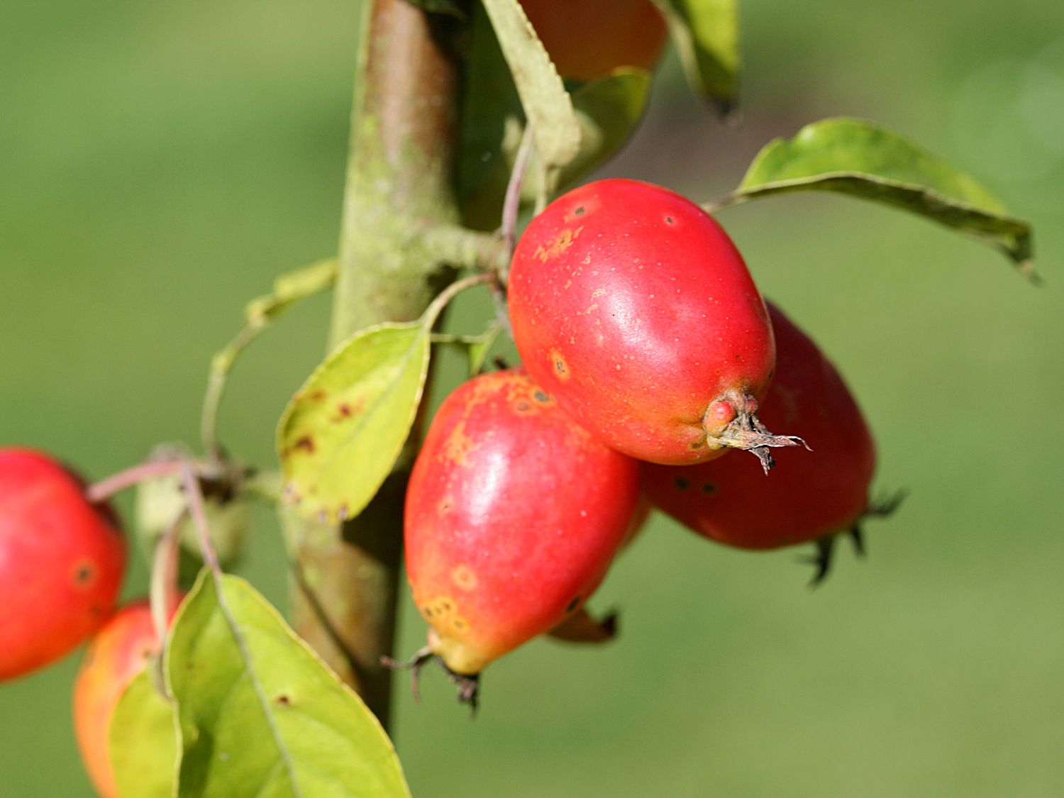 Zierapfel 'John Downie'