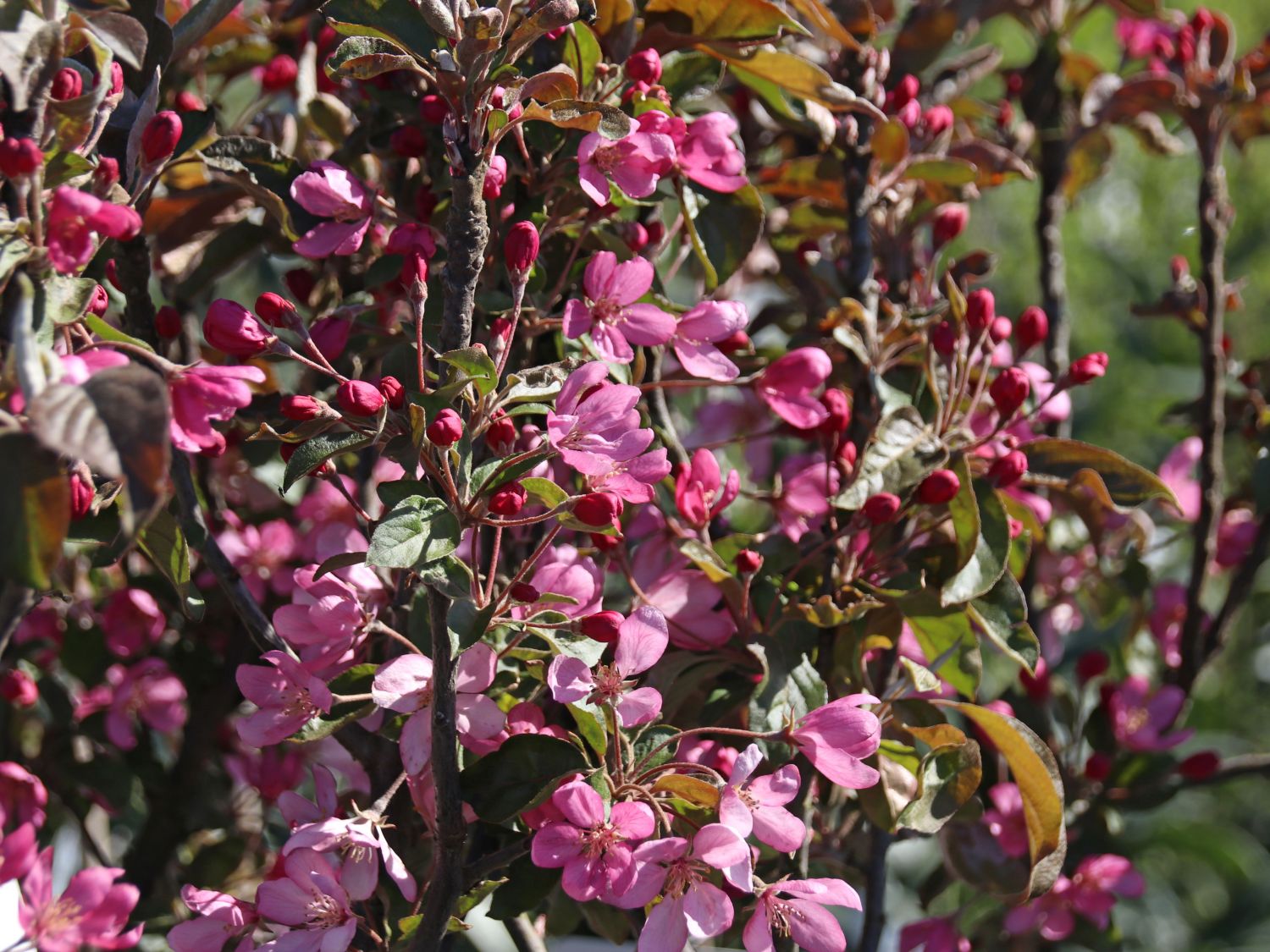 Zierapfel 'Pom Pom' - Malus 'Pom Pom'
