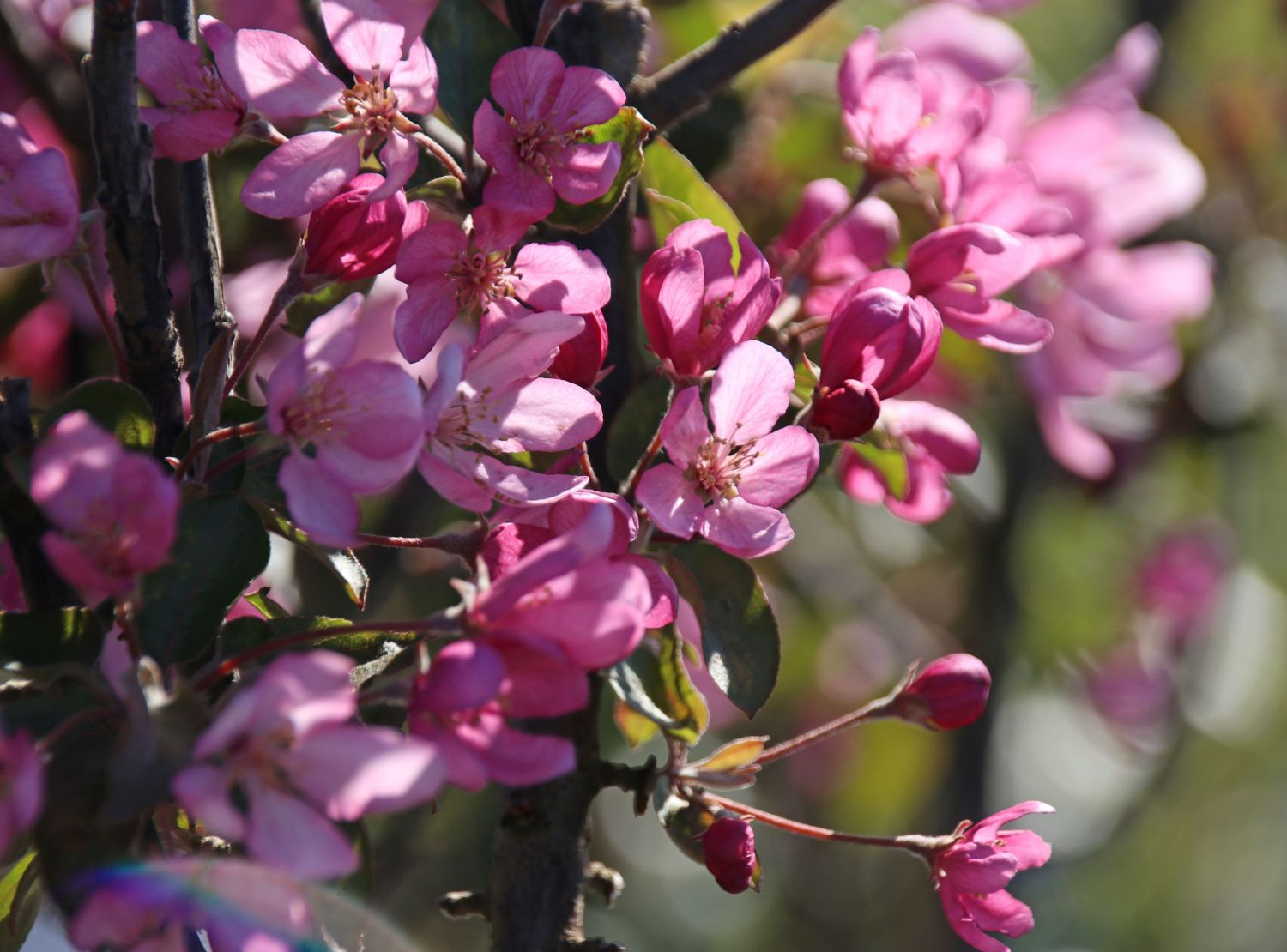 Zierapfel 'Pom Pom' - Malus 'Pom Pom'