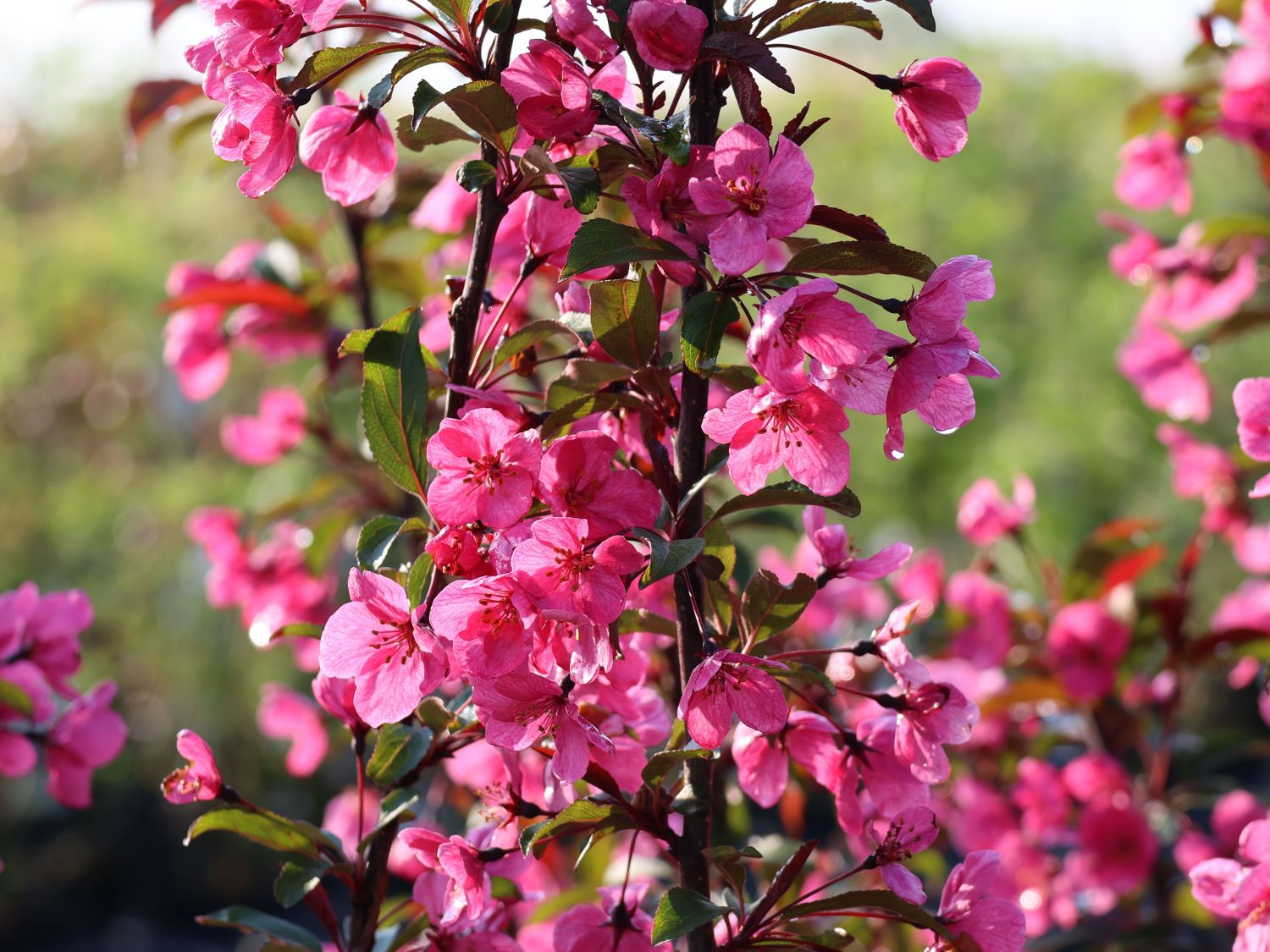 Zierapfel 'Prairie Fire'