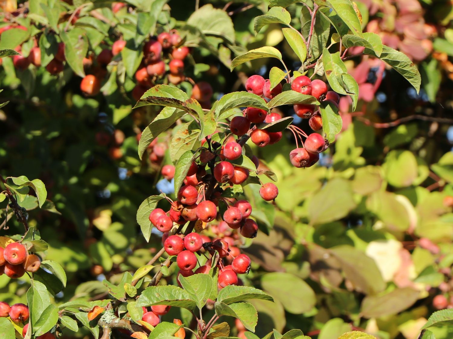 Zierapfel 'Profusion'