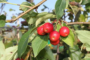 Zierapfel 'Red Jade'