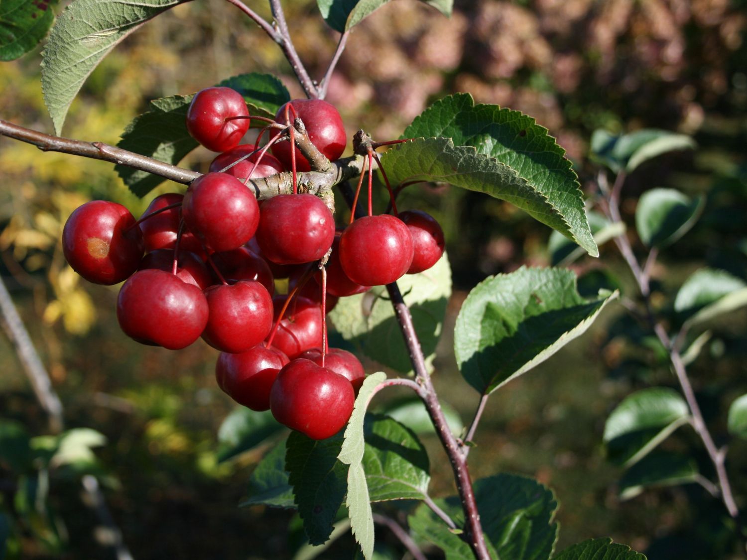 Zierapfel 'Red Sentinel' - Malus 'Red Sentinel'
