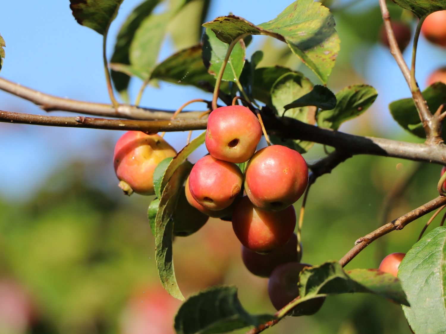 Zierapfel 'Red Sentinel' - Malus 'Red Sentinel'