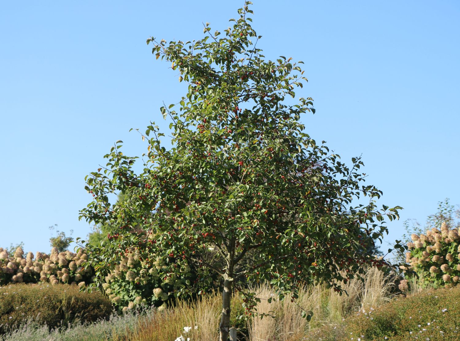 Zierapfel 'Red Sentinel' - Malus 'Red Sentinel'