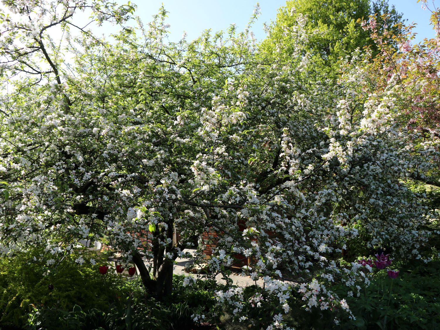 Zierapfel 'Red Sentinel' - Malus 'Red Sentinel'