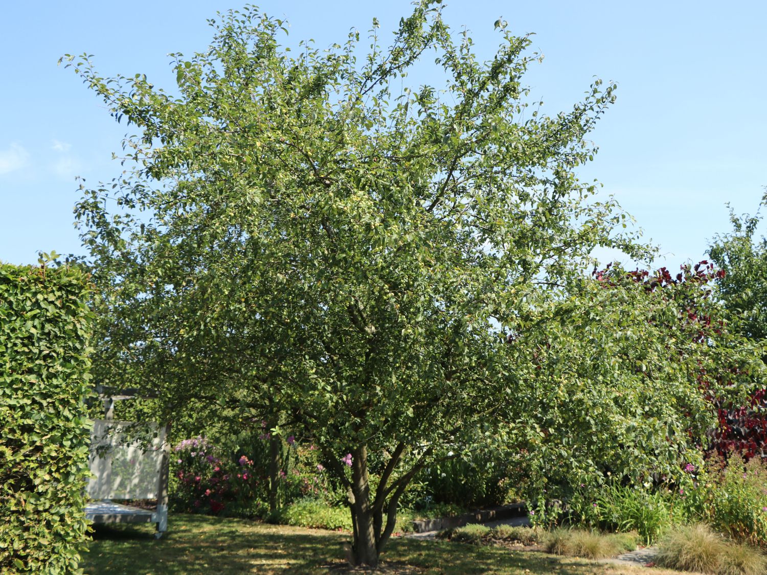 Zierapfel 'Red Sentinel' - Malus 'Red Sentinel'