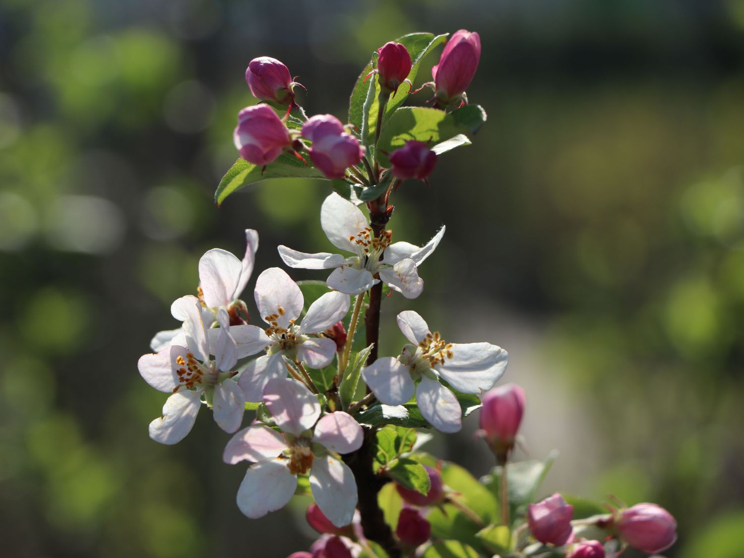 Zierapfel 'Red Sentinel' - Malus 'Red Sentinel'