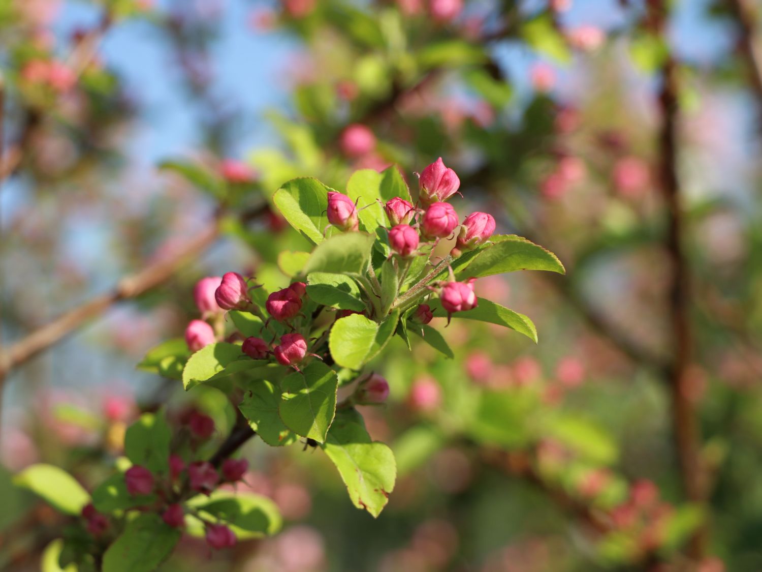 Zierapfel 'Red Sentinel' - Malus 'Red Sentinel'