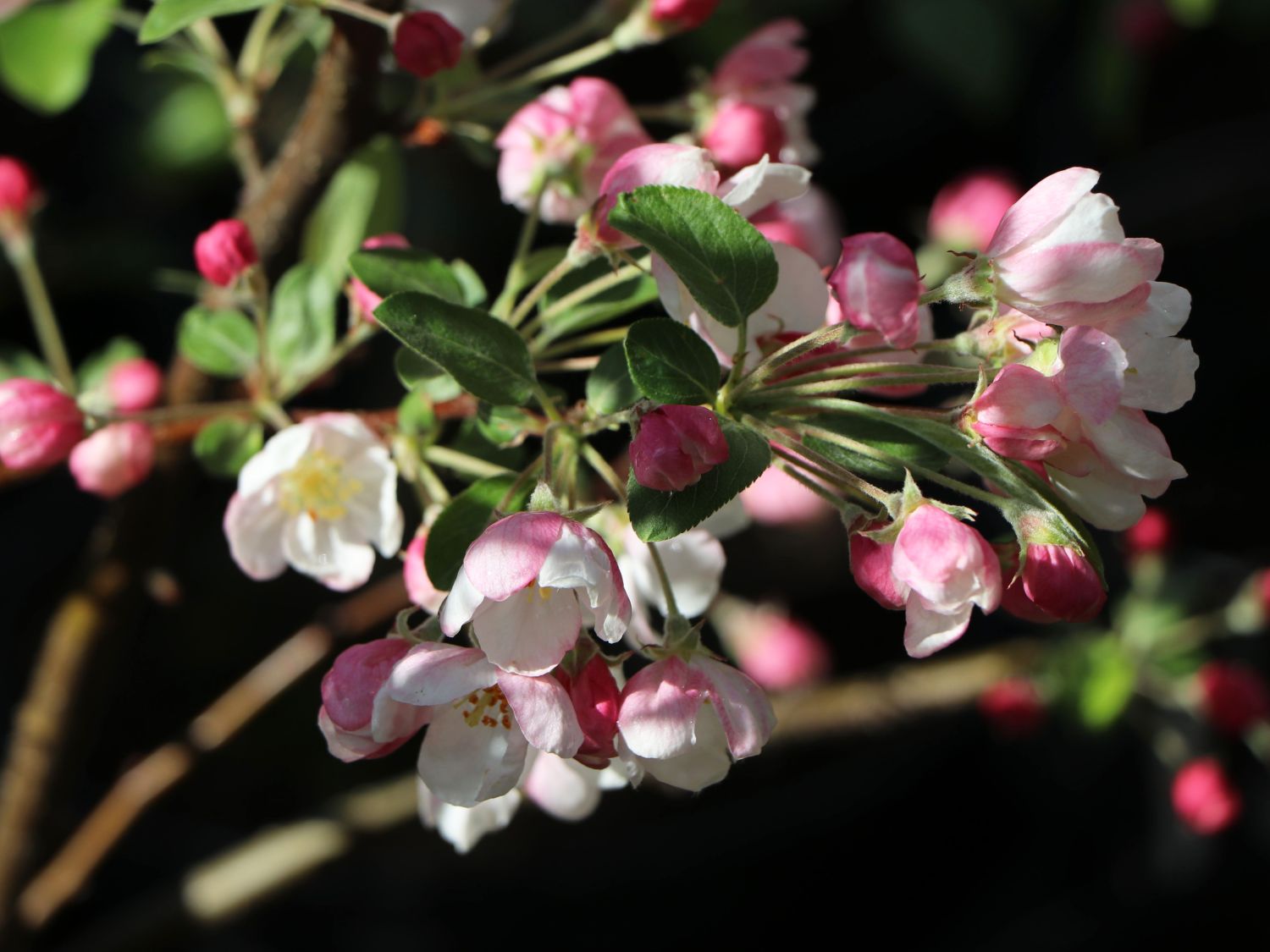 Zierapfel 'Red Sentinel' - Malus 'Red Sentinel'
