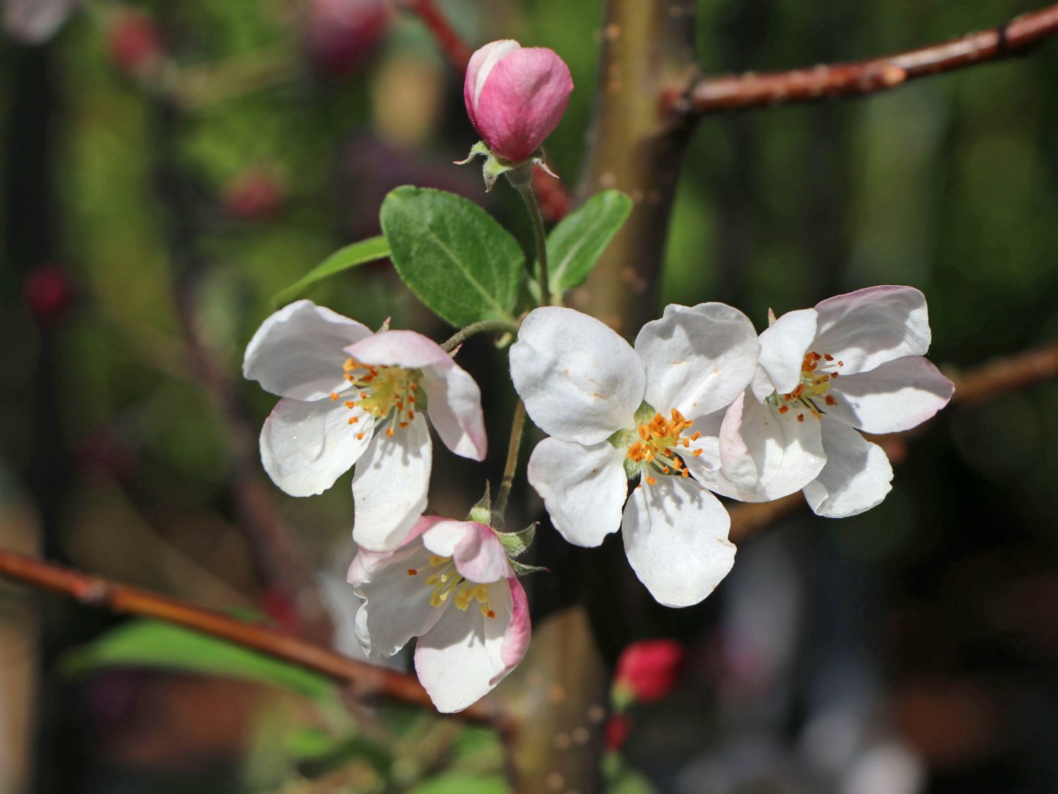 Zierapfel 'Red Sentinel' - Malus 'Red Sentinel'