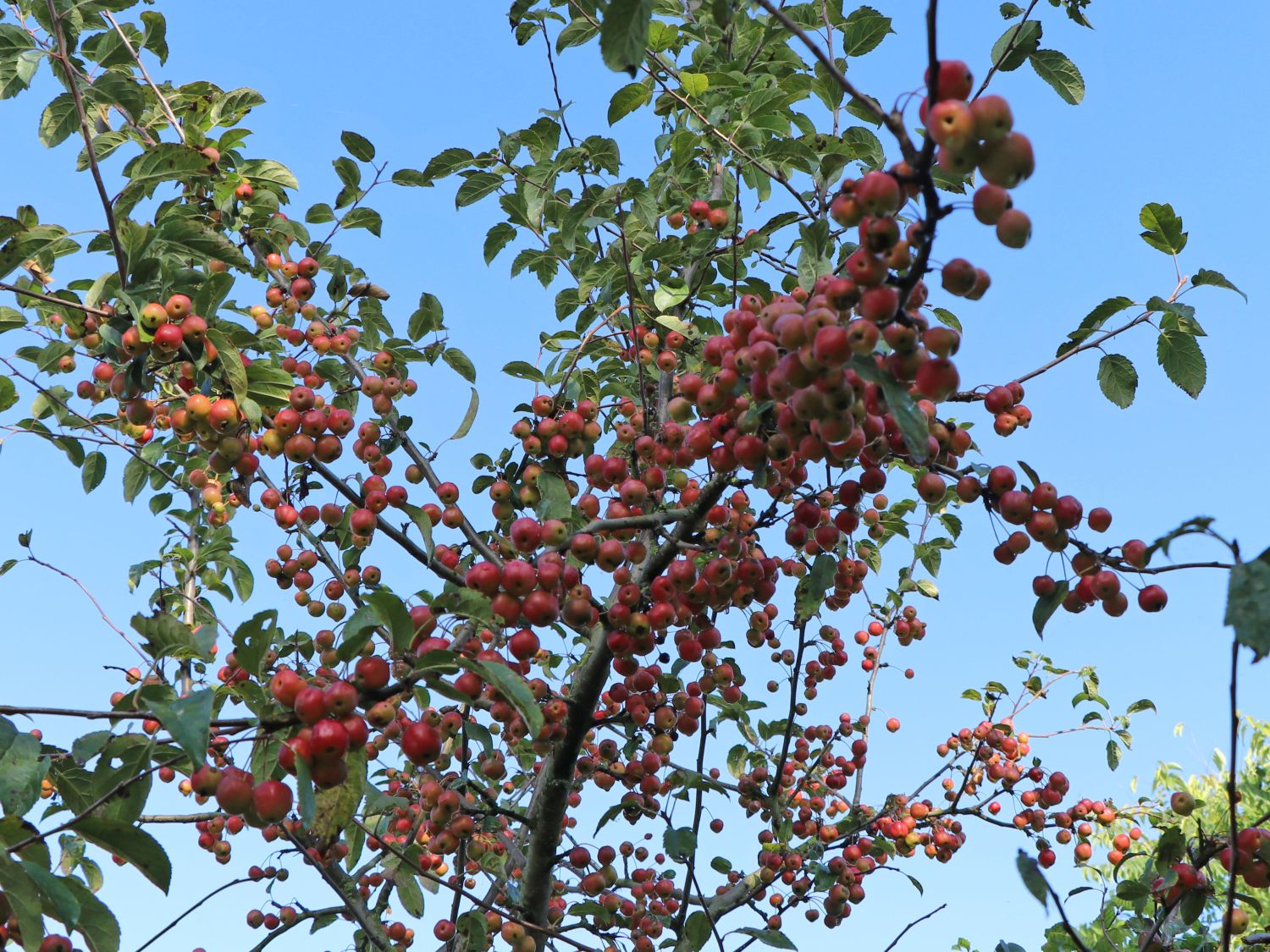 Zierapfel 'Red Sentinel' - Malus 'Red Sentinel'