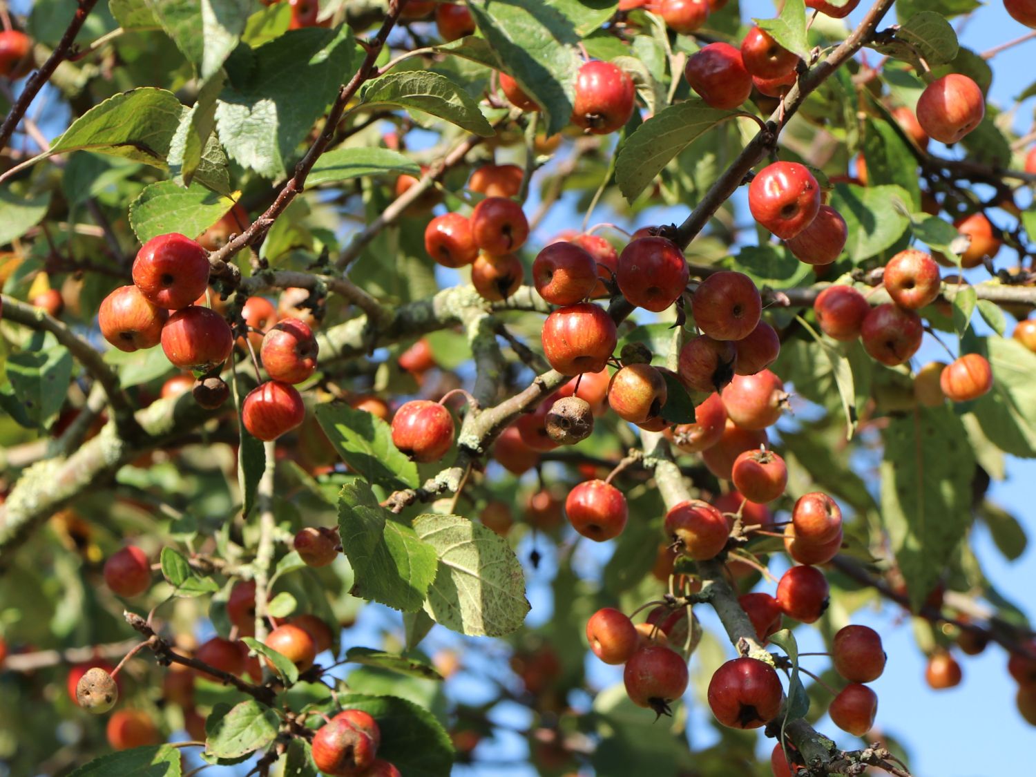 Zierapfel 'Red Sentinel' - Malus 'Red Sentinel'