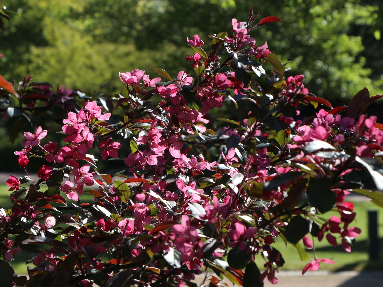 Zierapfel 'Scarlett' - Malus 'Scarlett'