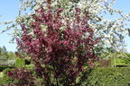 Zierapfel 'Scarlett' - Malus 'Scarlett'