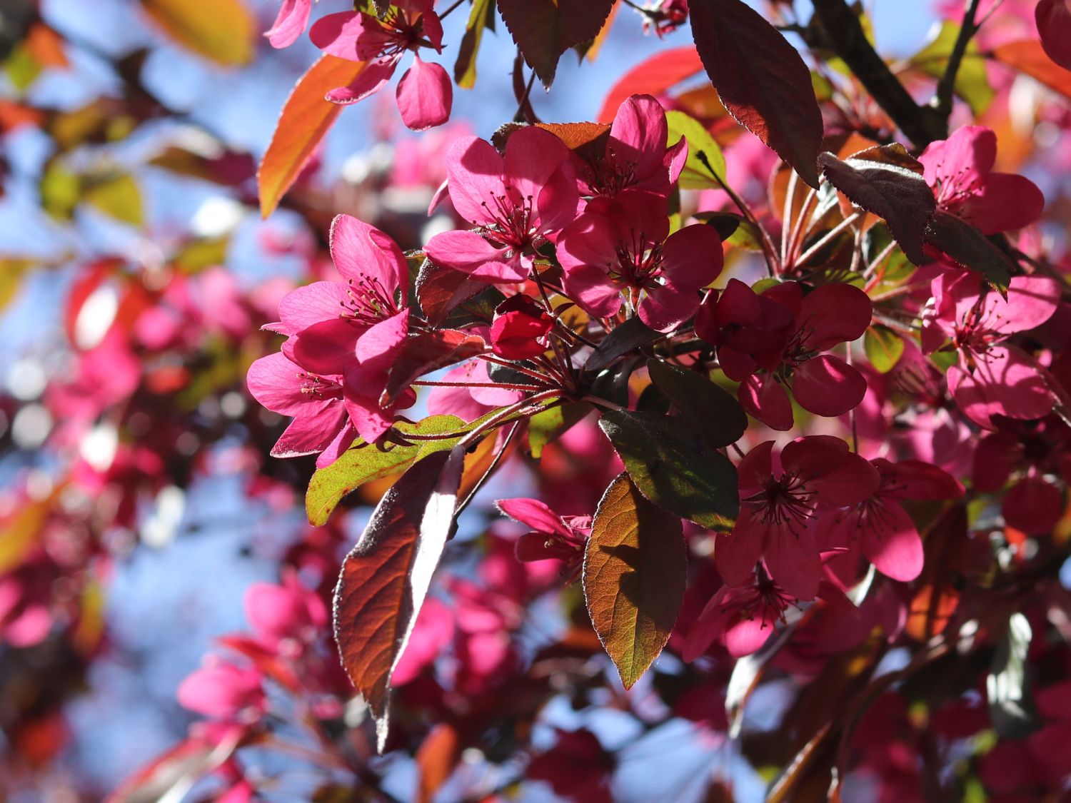 Zierapfel 'Scarlett' - Malus 'Scarlett'