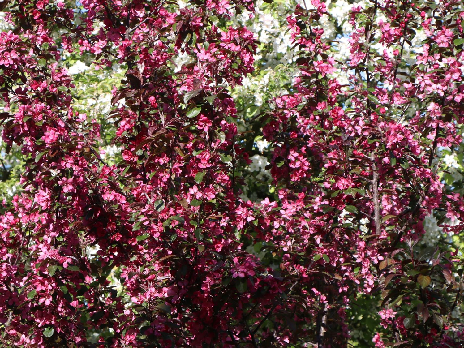 Zierapfel 'Scarlett' - Malus 'Scarlett'