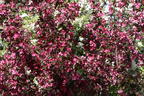 Zierapfel 'Scarlett' - Malus 'Scarlett'
