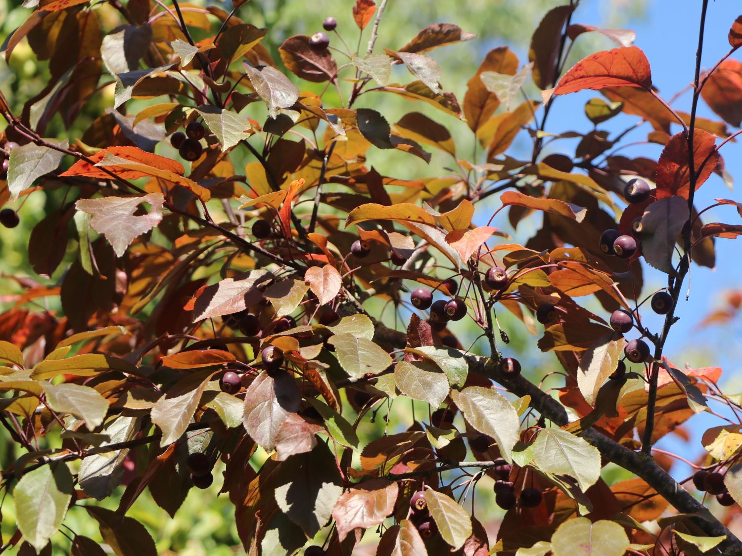 Zierapfel 'Scarlett' - Malus 'Scarlett'