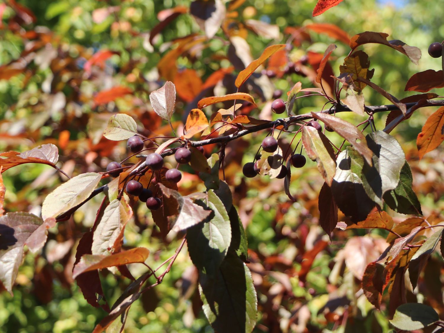Zierapfel 'Scarlett' - Malus 'Scarlett'