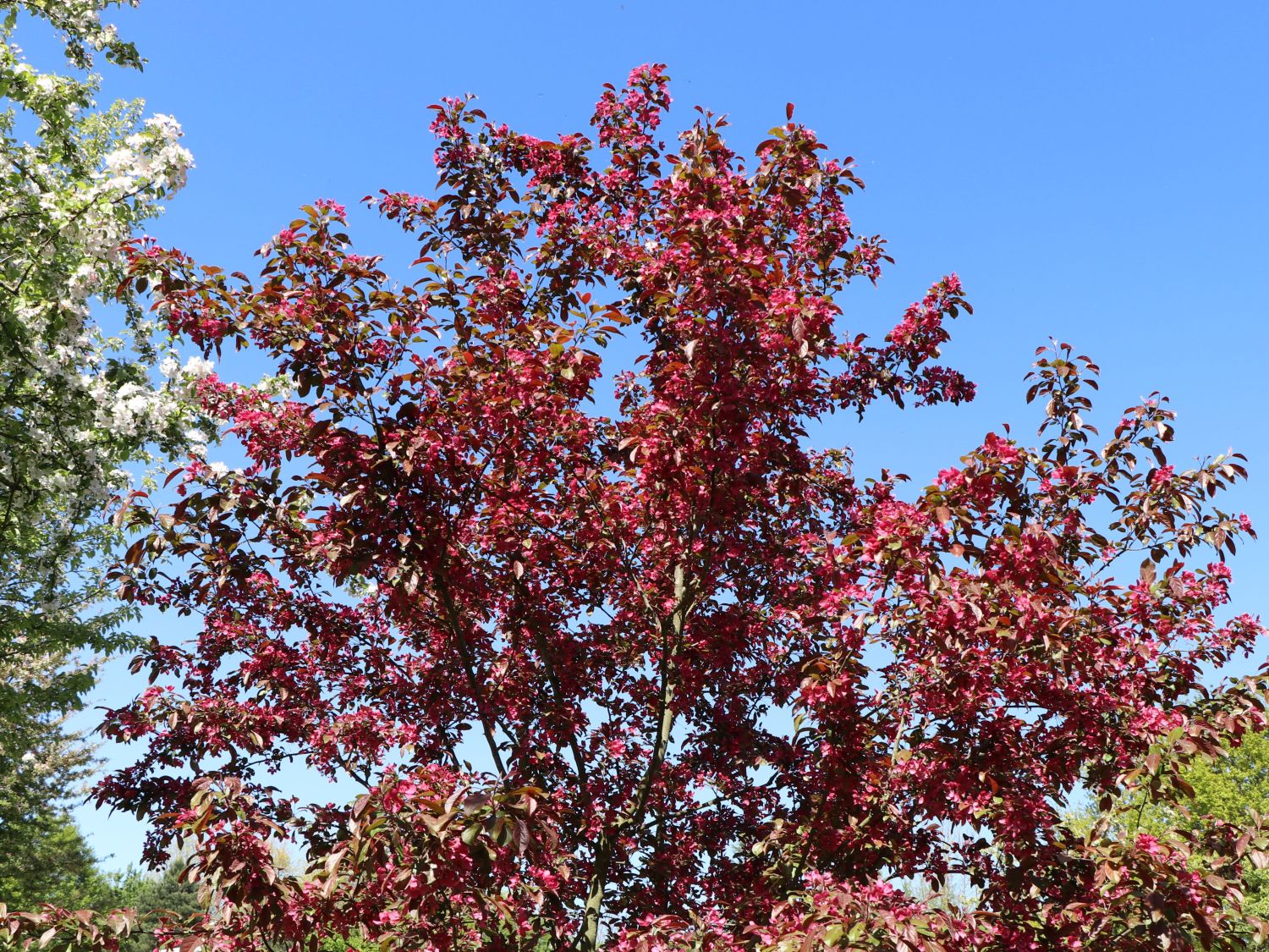 Zierapfel 'Scarlett' - Malus 'Scarlett'