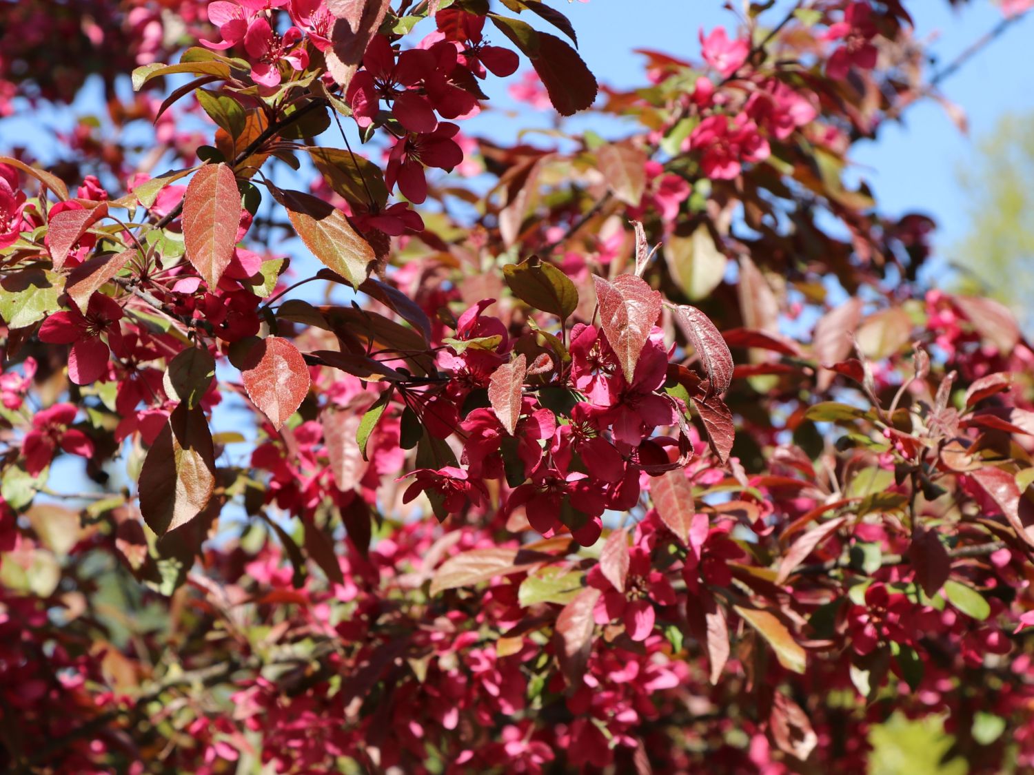 Zierapfel 'Scarlett' - Malus 'Scarlett'