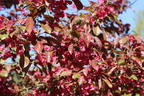Zierapfel 'Scarlett' - Malus 'Scarlett'