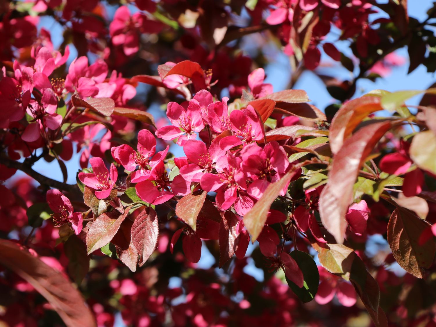 Zierapfel 'Scarlett' - Malus 'Scarlett'