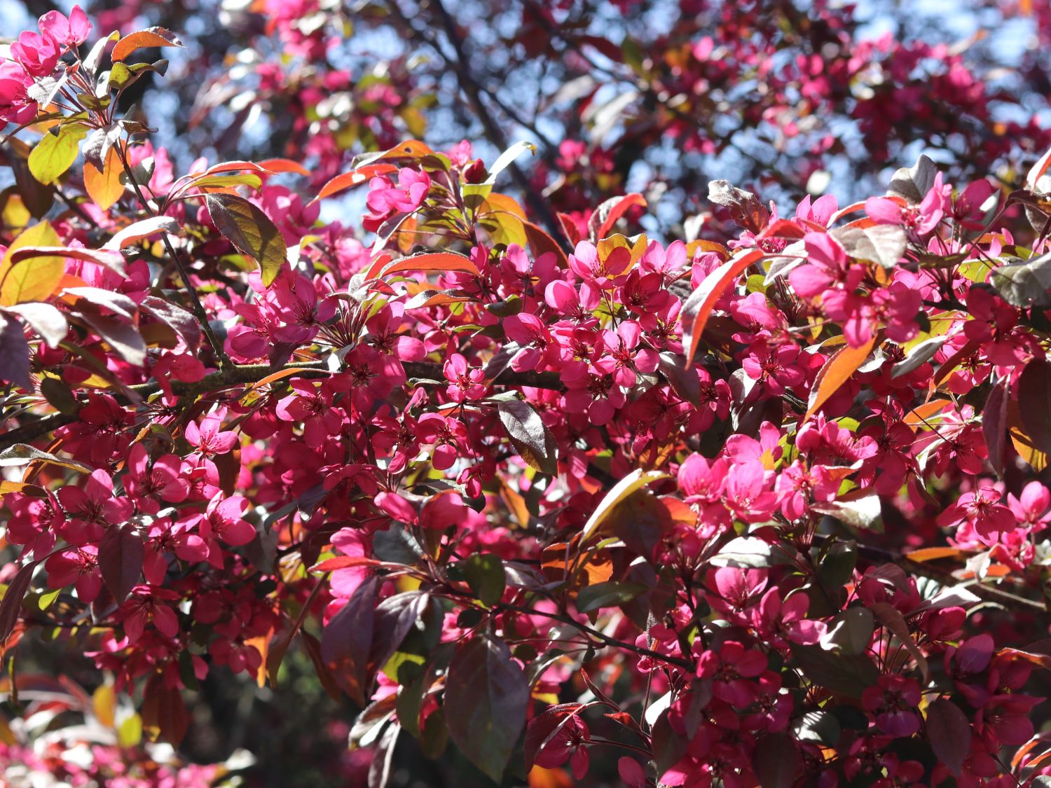 Zierapfel 'Scarlett' - Malus 'Scarlett'