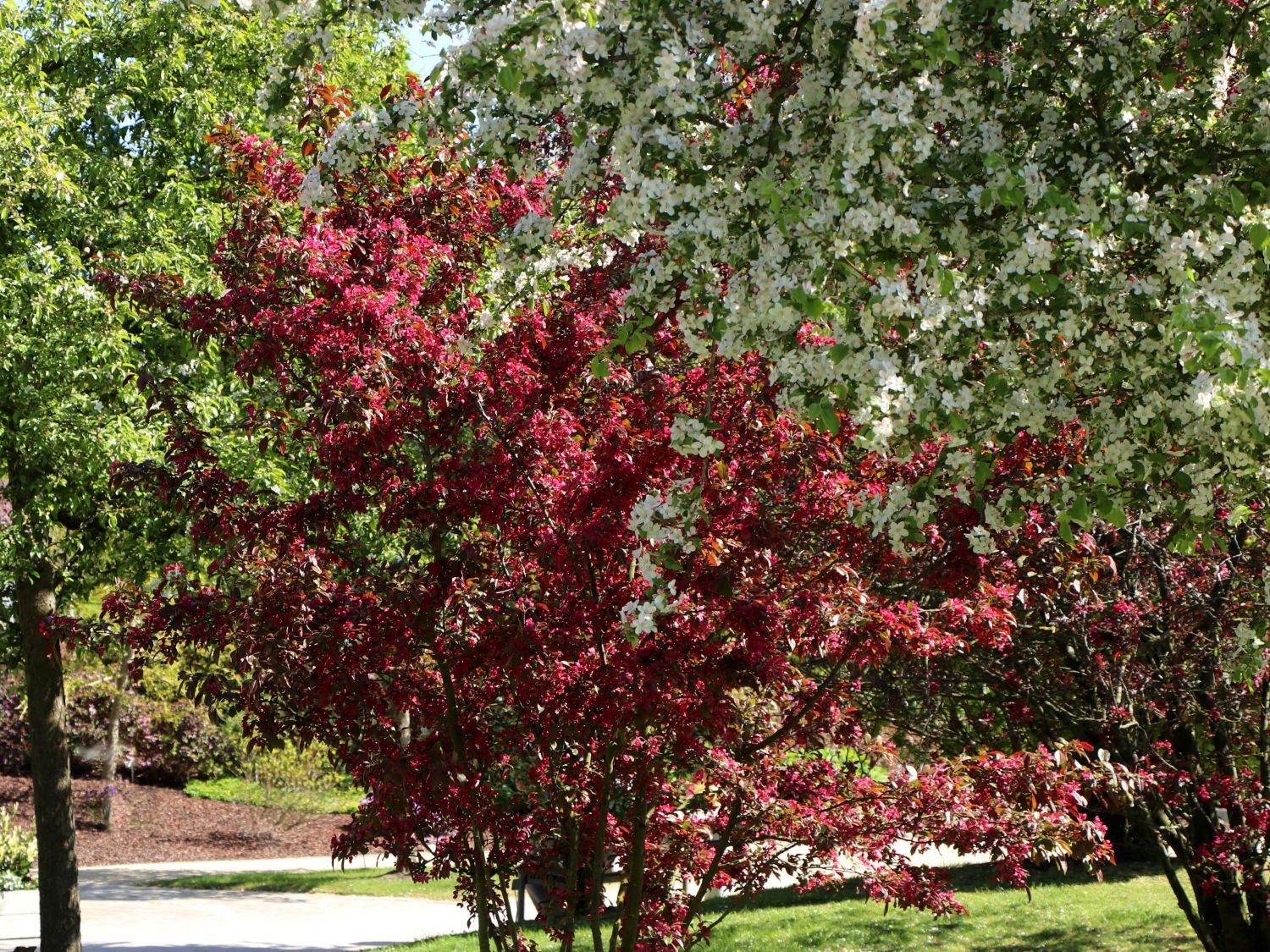 Zierapfel 'Scarlett' - Malus 'Scarlett'