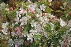 Zierapfel 'White Angel' - Malus 'White Angel'