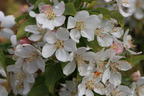 Zierapfel 'White Angel' - Malus 'White Angel'