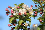 Zierapfel 'White Angel' - Malus 'White Angel'