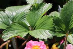 Zier-Erdbeere 'Pink Panda' ® - Fragaria x ananassa 'Pink Panda' ®