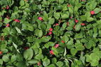 Zier-Erdbeere 'Red Ruby' - Fragaria x ananassa 'Red Ruby'