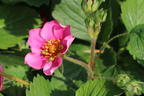 Zier-Erdbeere 'Red Ruby' - Fragaria x ananassa 'Red Ruby'