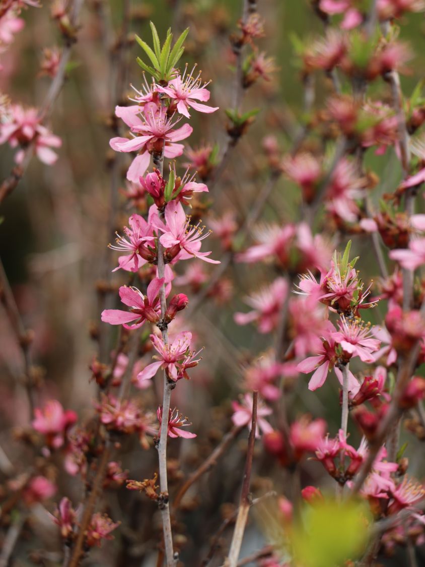 Zierkirsche 'Comet' - Prunus 'Comet'