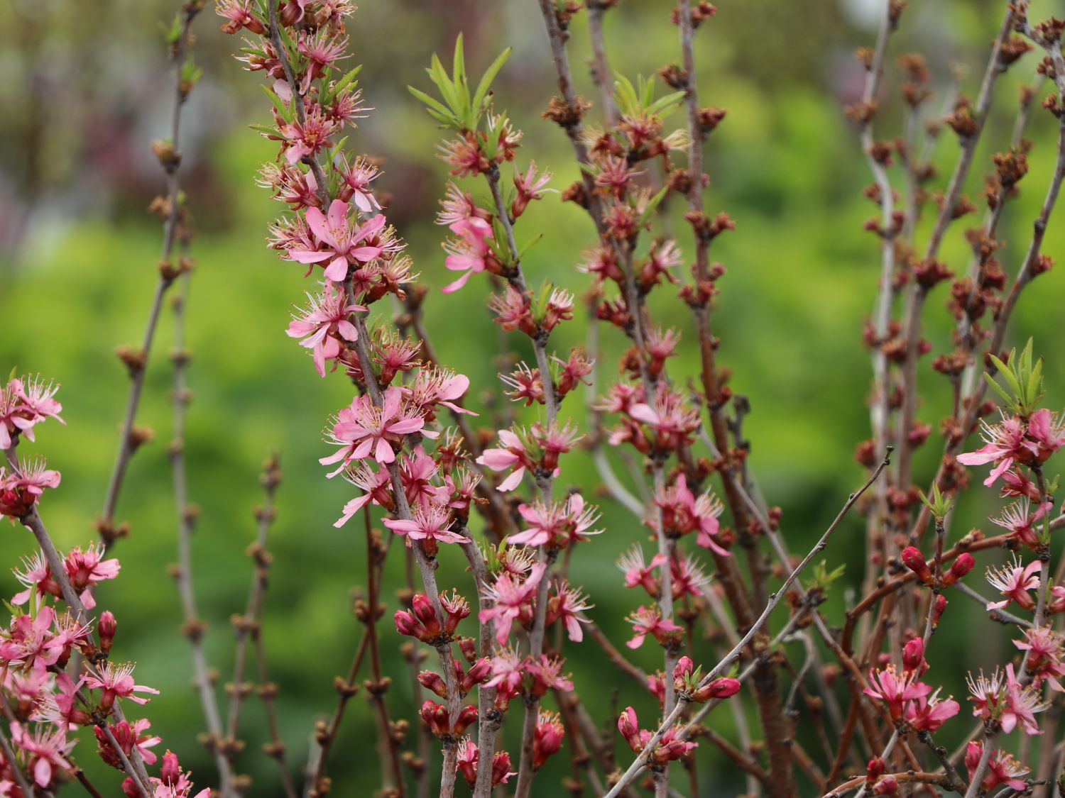 Zierkirsche 'Comet' - Prunus 'Comet'