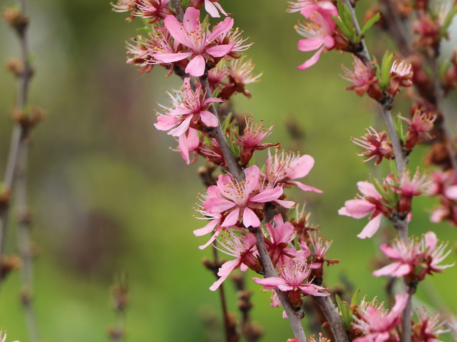 Zierkirsche 'Comet' - Prunus 'Comet'