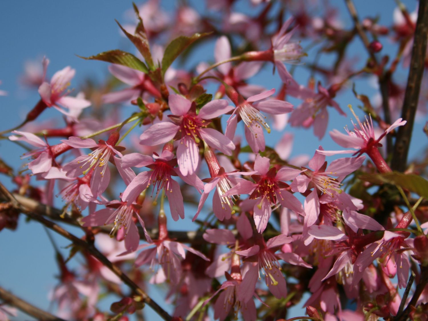 Zierkirsche 'Okame'