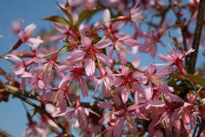 Zierkirsche 'Okame'