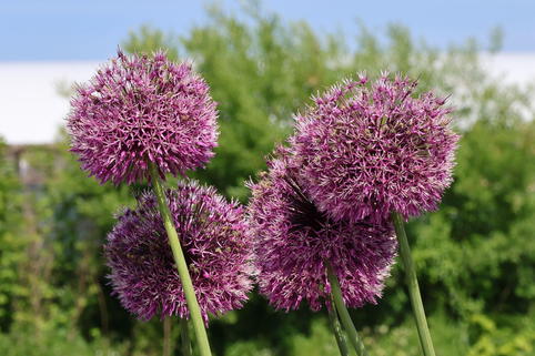 Zierlauch 'Early Emperor' - Allium jesdianum 'Early Emperor'