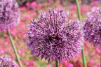 Zierlauch 'Early Emperor' - Allium jesdianum 'Early Emperor'